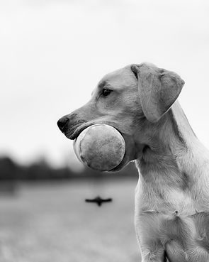 Sörmlands Hundskola Privat hundträning