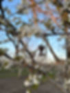 Keys in trees clear view.jpg