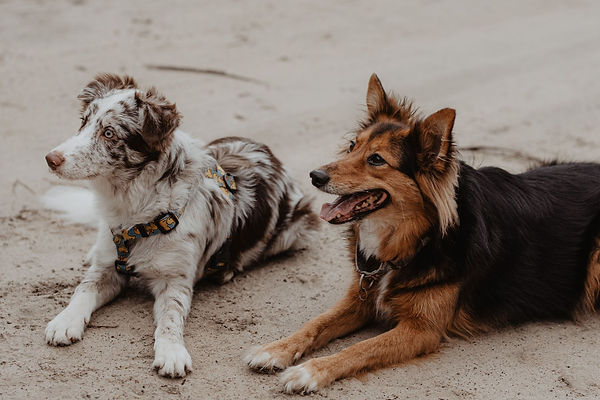 dogfitness bydgoszcz