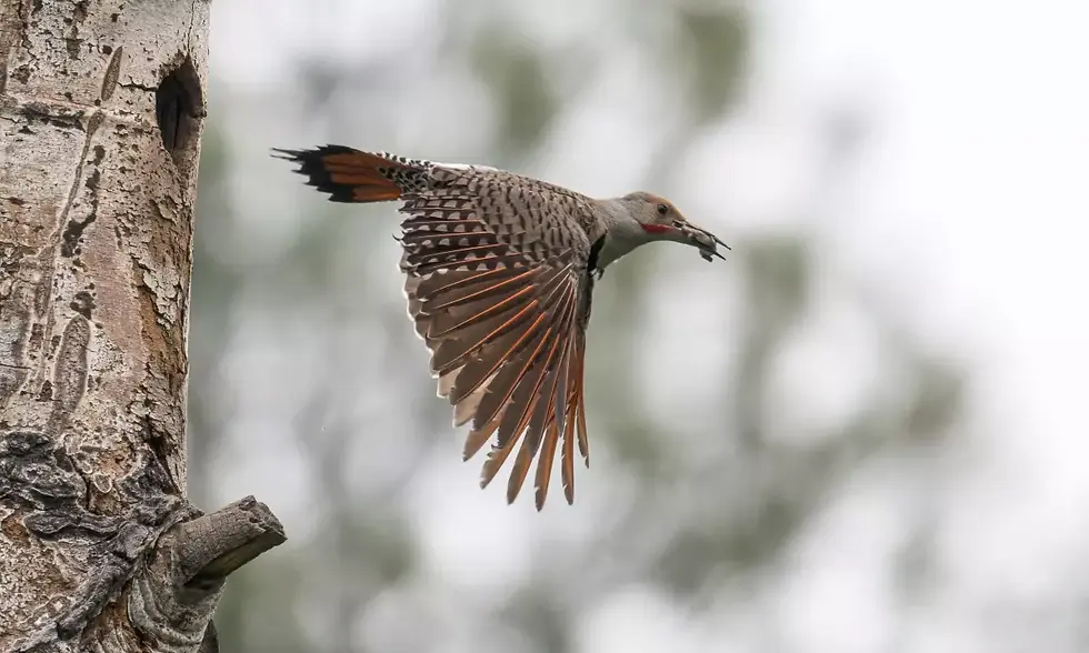 Red-Shafted Northern Flicker with red markings flies from tree hole, holding insect in beak. Background is blurred, creating a serene, focused scene.