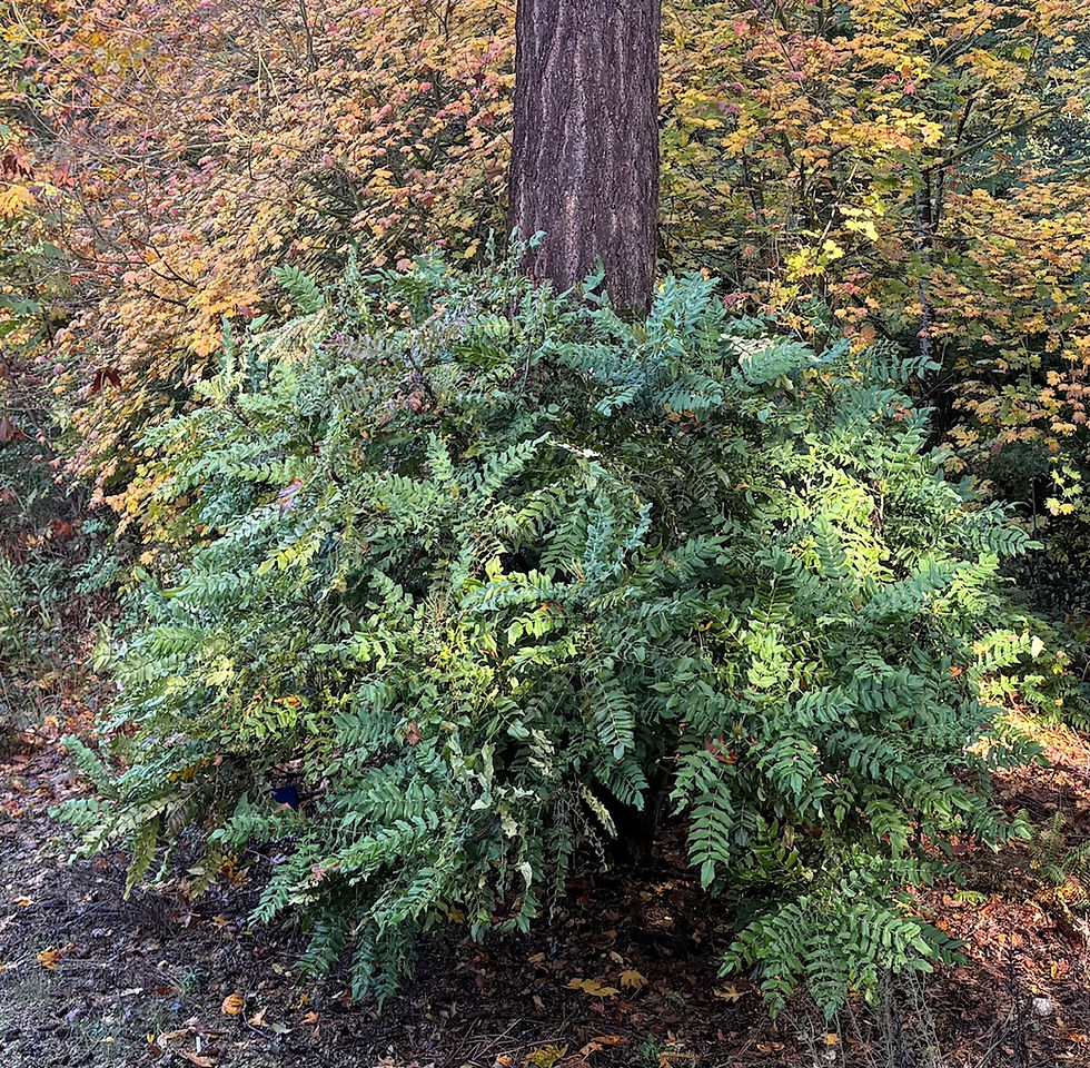 Winter Evergreens for Structure, Color & Seasonal Interest