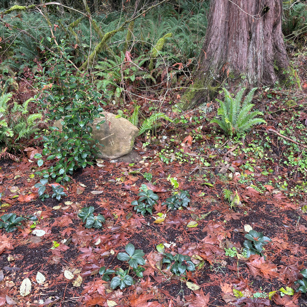 IMG_6176 - Copy (2).HEIC