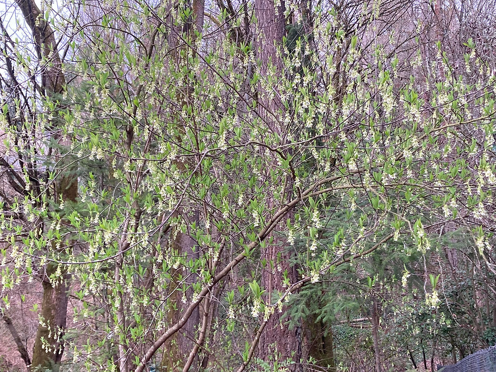 An Osoberry in bloom in the Winter