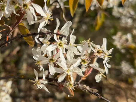 The delicate white bloosoms of Serviceberry with yellow stamen and bronze colored early leaves