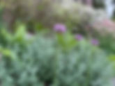 Pollinator Gardens in Seattle and Camano Island | Lakamas Landscape Design