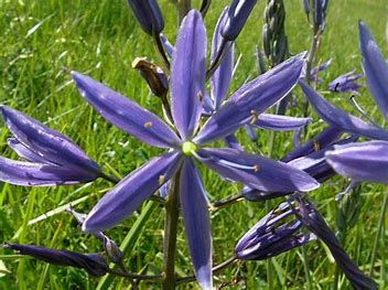 A Camas flower in a field