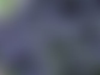 Dense clusters of purple flowers bloom on a Blue Blossom (Ceanothus thrsiflorus) shrub, set against a green leafy background, creating a lush, vibrant garden scene.