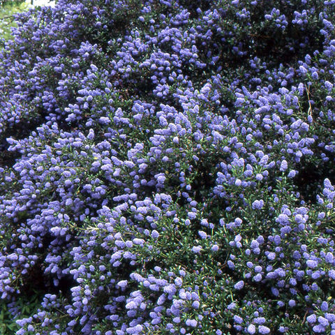Ceanothus OSU.jpg