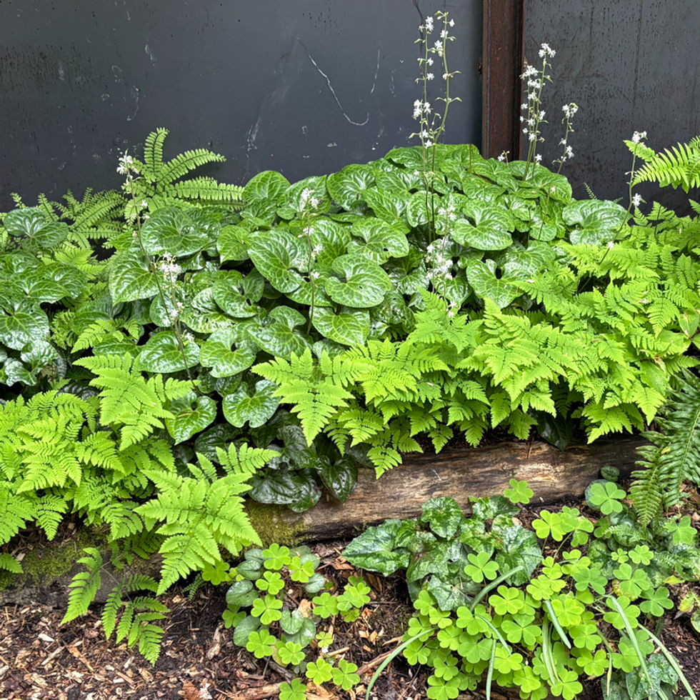 Shady Groundcovers_edited.jpg
