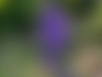 Purple flowers with white centers in a lush garden setting. Green leaves and foliage surround, creating a vibrant, peaceful atmosphere.