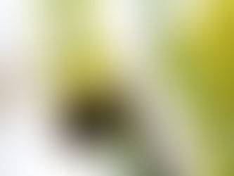 Seeing Bumblebees in Winter in Seattle and Camano Island?