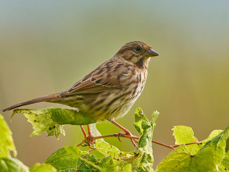 Song of Spring: Spring Garden Sound in Seattle, the Eastside, and Camano Island