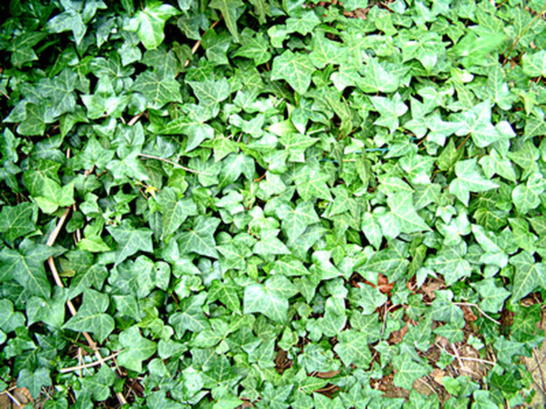 Dense green ivy leaves cover the ground, choking out other plants while creating optimal rat habitat.