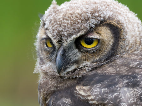 Owls in the Garden in Seattle and Camano Island
