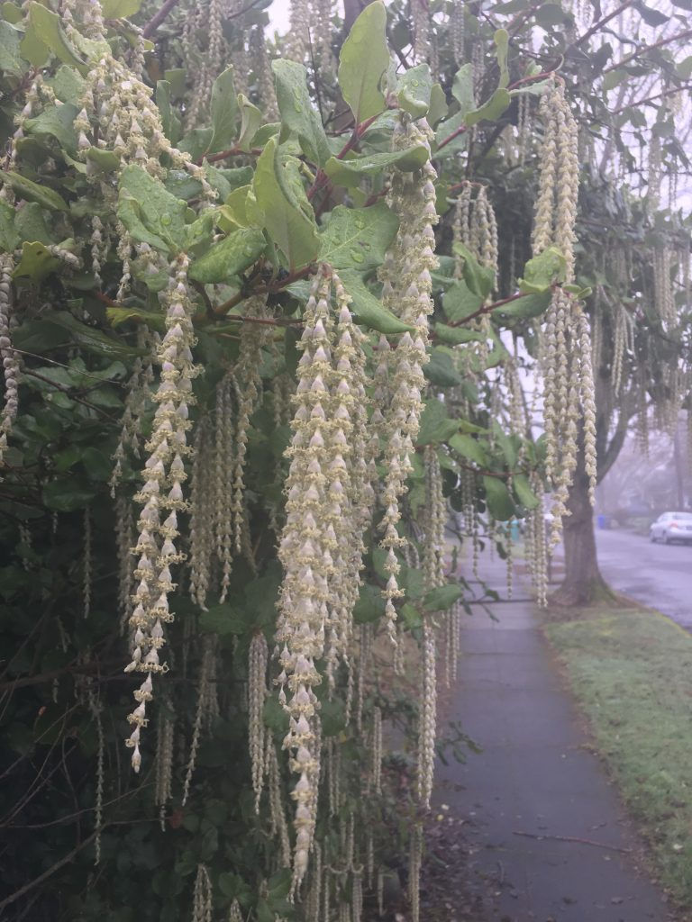James Roof Silktassel blooms in the winter with long icicle-like tendrils