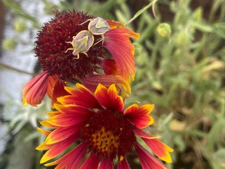  Plant Profile: Gaillardia aristata (Common Blanket Flower)
