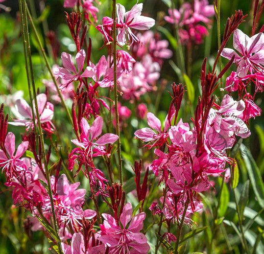 Vibrant rose blooms on a variety of Gaura