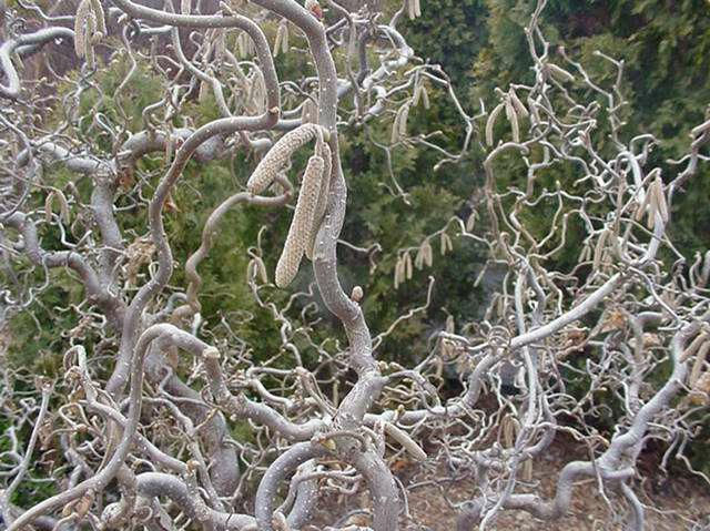 Corylus avellana var. contorta (Contorted Filbert)