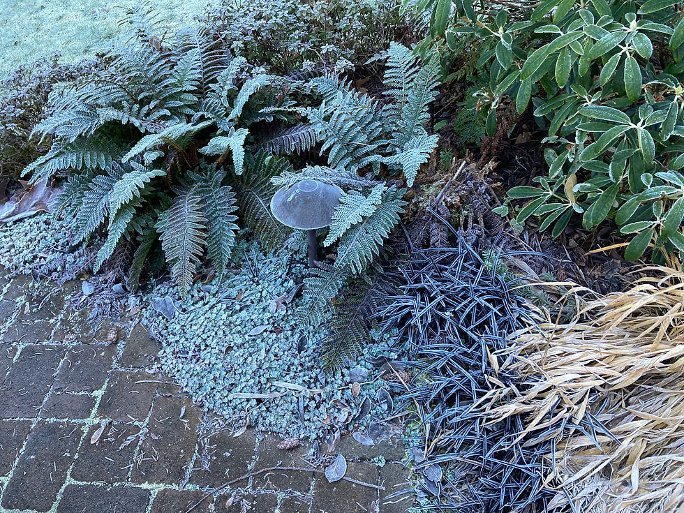 Frost on evergreens and dried grasses in a garden that is beautiful in the winter