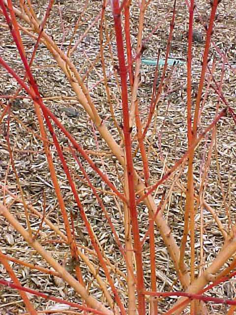 Striking stems of the Red twig Dogwood 'Midwinter Fire'