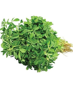 Methi / FenuGreek
