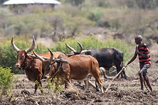 Rinder in der Natur von Madagaskar, ein Hirte