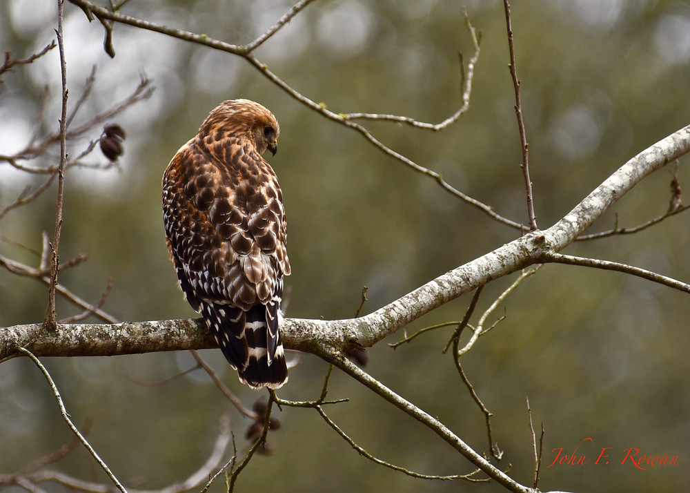 Red Shouldered Hawk, Buescher State Park Tx