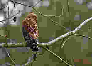 Red Shouldered Hawk, Buescher State Park Tx