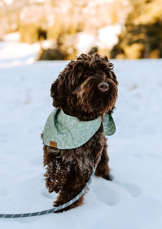 Red Australian Labradoodle