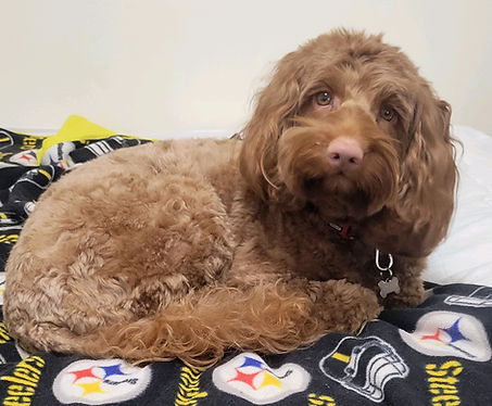 Red Australian Labradoodle