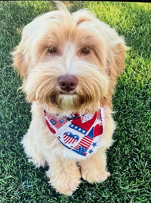 iced caramel Australian Labradoodle