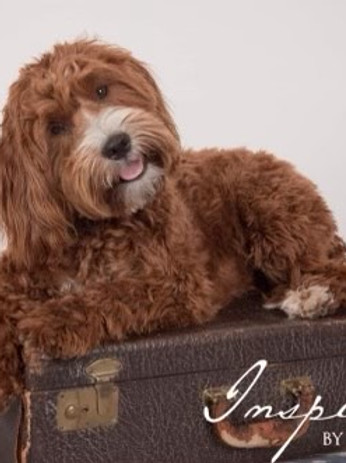Red Australian Labradoodle