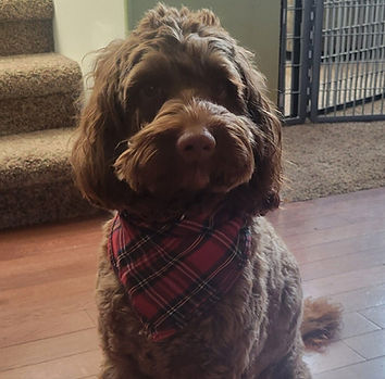 Curly Australian Labradoodle