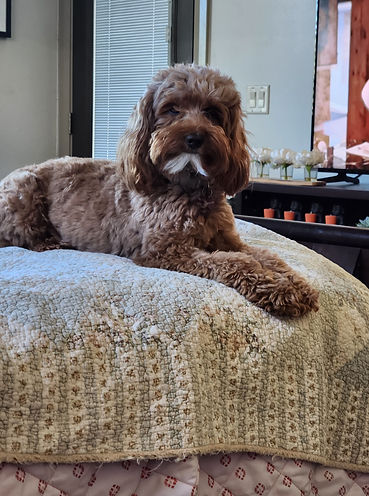 Australian labradoodle