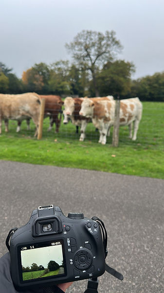 Camera placed in the foreground with cows grazing in the background in an outdoor setting.