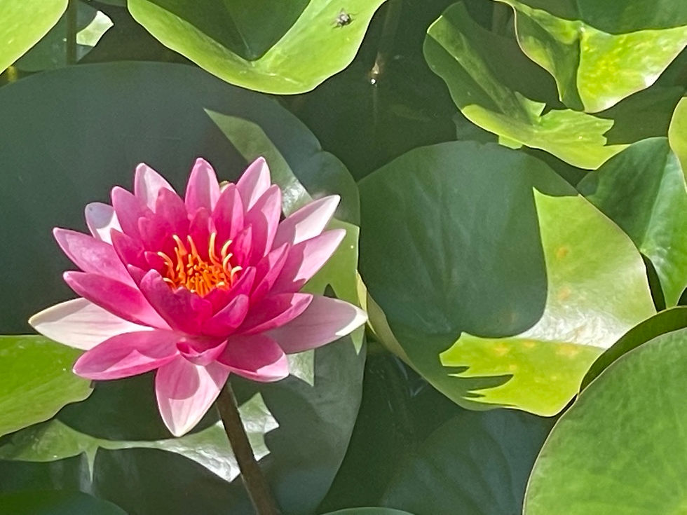 Seerose.jpg