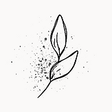 A single eucalyptus leaf