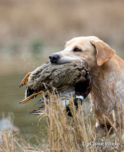 235_Morgan_090_G20f_W