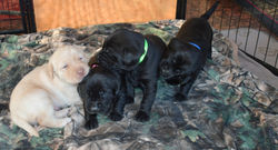 roo litter 4 3-25-26