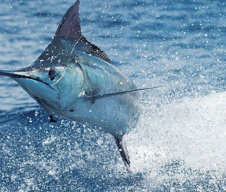 blue marlin.jpeg