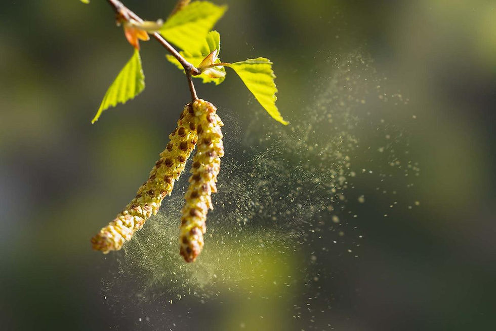🌳 Why Tree Pollen Is So Bad Right Now (And What You Can Do About It)