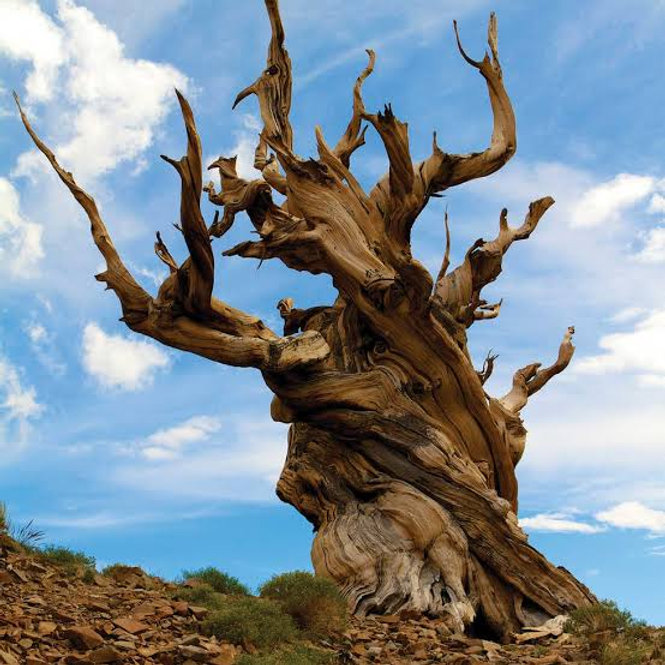 Tree Less Known 7 Fascinating Facts About Trees You Never Knew | ProMark Tree Service