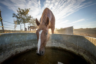 Abreuvoir de 400L, niveau constant et nettoyé régulièrement