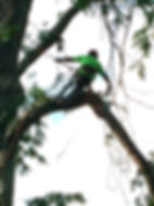 A tree climber skillfully works to carefully remove branches piece by piece, ensuring safety and precision high above the ground.
