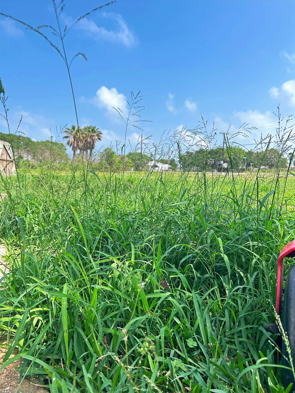 Grass fed mowing in Rockport Texas field under blue sky