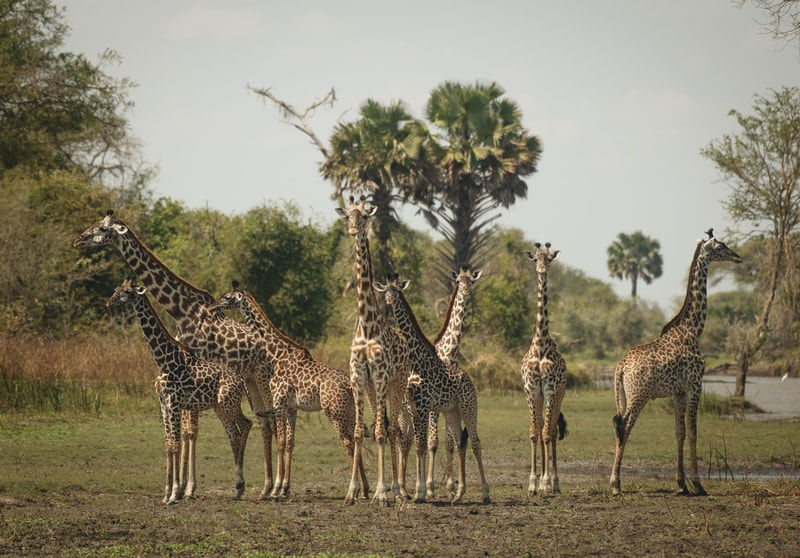 Giraffes of Katavi-small.Giraffes of Katavi.jpg