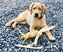 Fox Red Labrador Retriever 