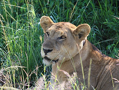 lionne se repose.JPG