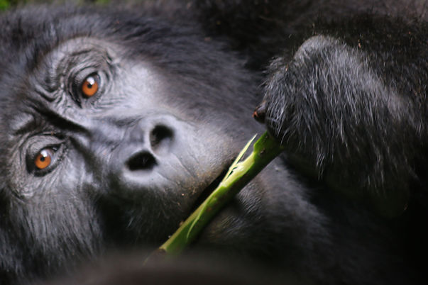 gorilles voyage ouganda