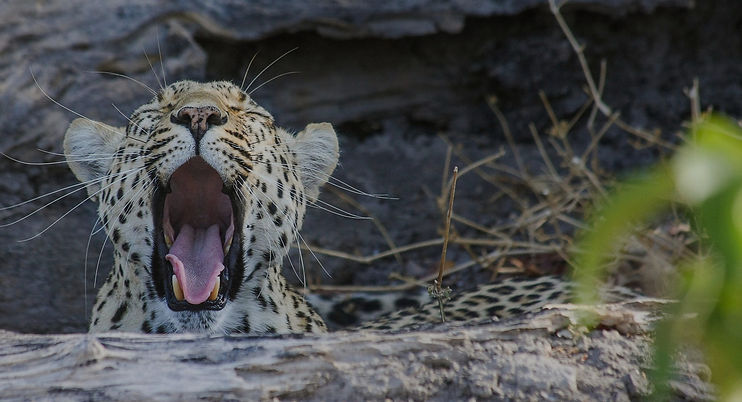 voyage sur mesure au Botswana